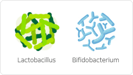 유산균